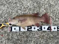 コブダイの釣果