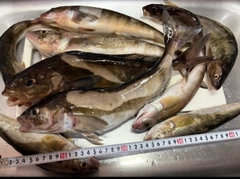 ホッケの釣果
