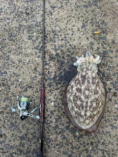 コウイカの釣果