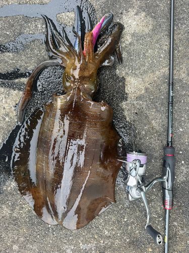 アオリイカの釣果