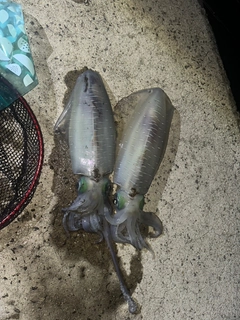 アオリイカの釣果