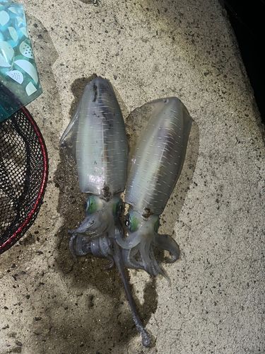アオリイカの釣果