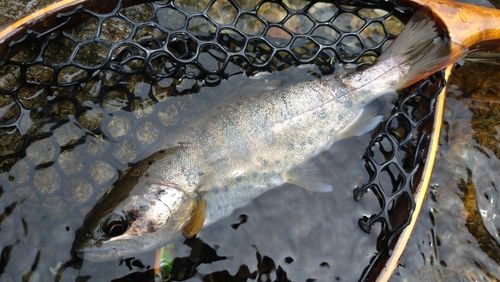 アマゴの釣果