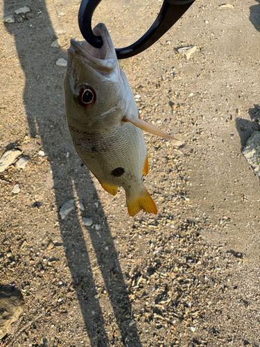 ヤマトビーの釣果
