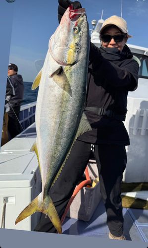 ブリの釣果