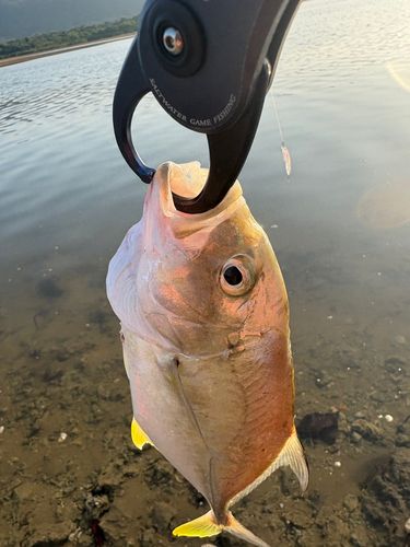 ギンガメアジの釣果