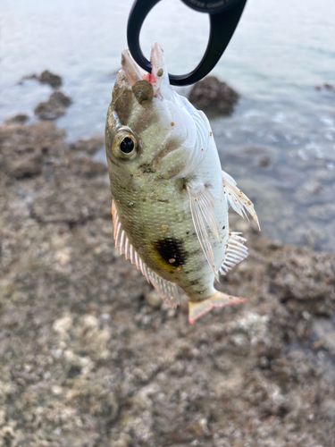 マトフエフキの釣果