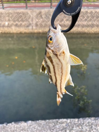 クワガナーの釣果