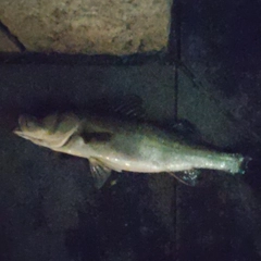 スズキの釣果