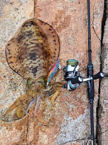 アオリイカの釣果