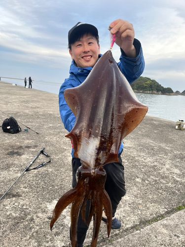 アオリイカの釣果