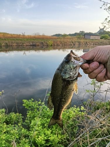 ラージマウスバスの釣果