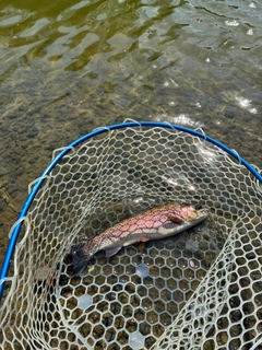 トラウトの釣果
