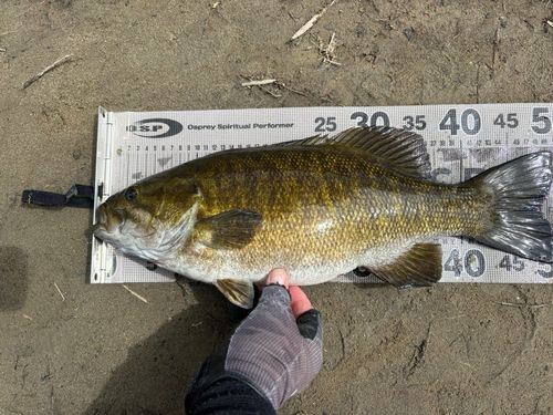 スモールマウスバスの釣果