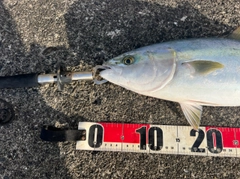 ハマチの釣果