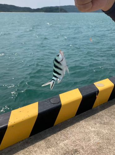 オヤビッチャの釣果