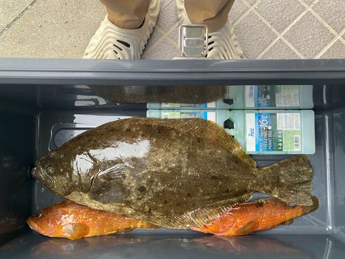 ヒラメの釣果