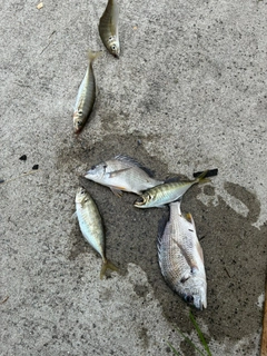 キビレの釣果