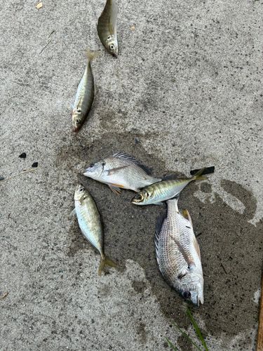 キビレの釣果