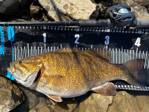 スモールマウスバスの釣果