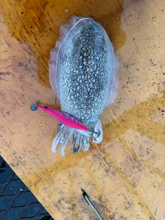 シリヤケイカの釣果