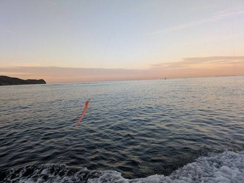 ガシラの釣果