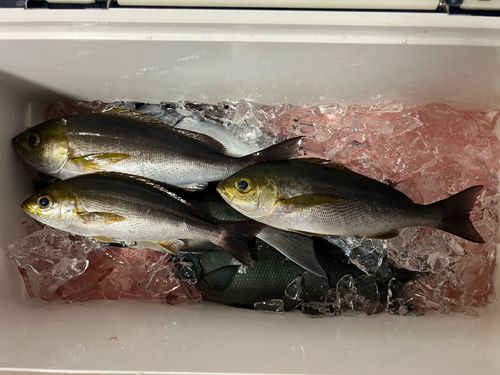 イサキの釣果