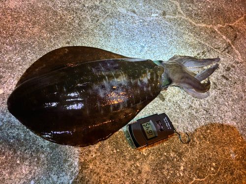 アオリイカの釣果