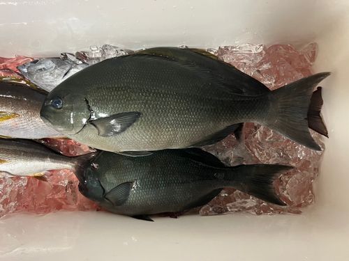 オナガグレの釣果
