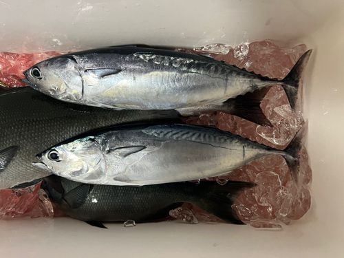 マルソウダの釣果