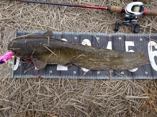 ナマズの釣果