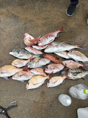 マダイの釣果