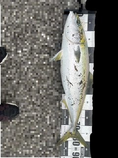 ブリの釣果