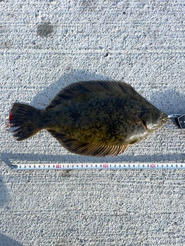 カレイの釣果