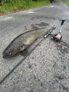ナマズの釣果