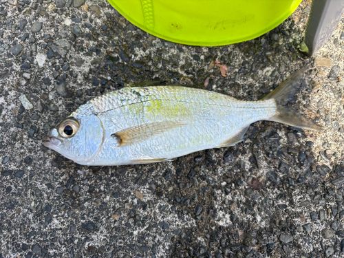 クロサギの釣果