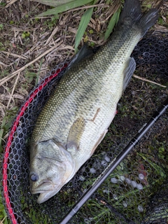 ラージマウスバスの釣果