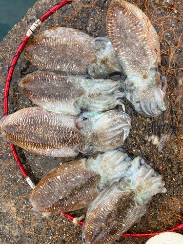 コウイカの釣果