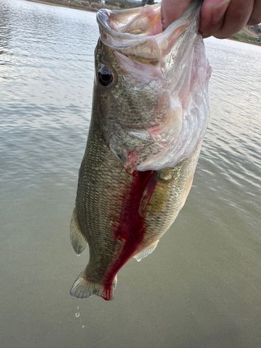 秋田県で釣れたブラックバスの釣り・釣果情報 - アングラーズ | 釣果 秋田県で釣れたブラックバスの釣り・釣果情報 - アングラーズ | 釣果