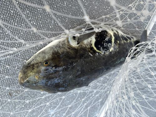 トラフグの釣果