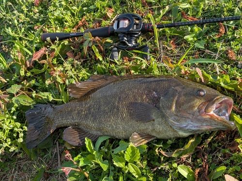スモールマウスバスの釣果