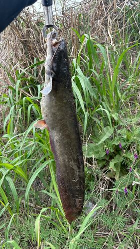 ナマズの釣果