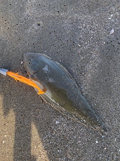 シタビラメの釣果
