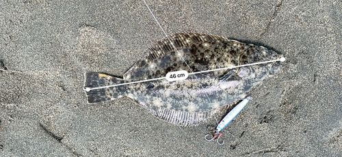 ヒラメの釣果
