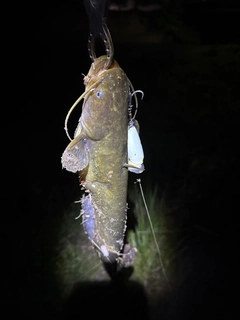 マナマズの釣果