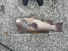 コブダイの釣果