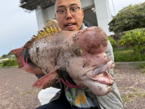 コブダイの釣果
