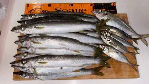 アカカマスの釣果