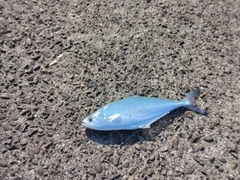 イケカツオの釣果