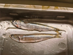 イワシの釣果